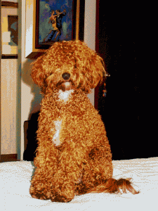 Frida Marie the dog